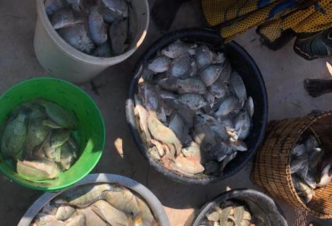 Senga Hill Fish harvesting