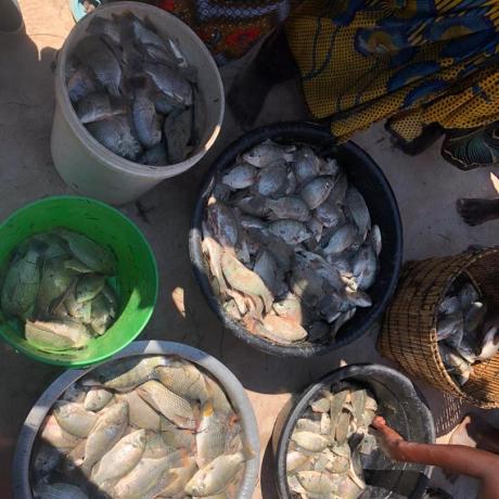 Senga Hill Fish harvesting 