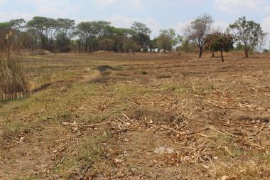 Dry gardens in Kanakantapa