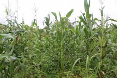 Indigenous Crop